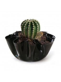 Cactus natural en maceta de...